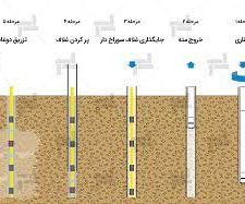 داوودی